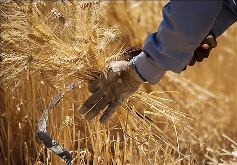 بلاتکلیفی گندمکاران در سایه اختلاف نظر دولتی‌ها ؛ چرا قیمت خرید تضمینی گندم اعلام نمی‌شود؟