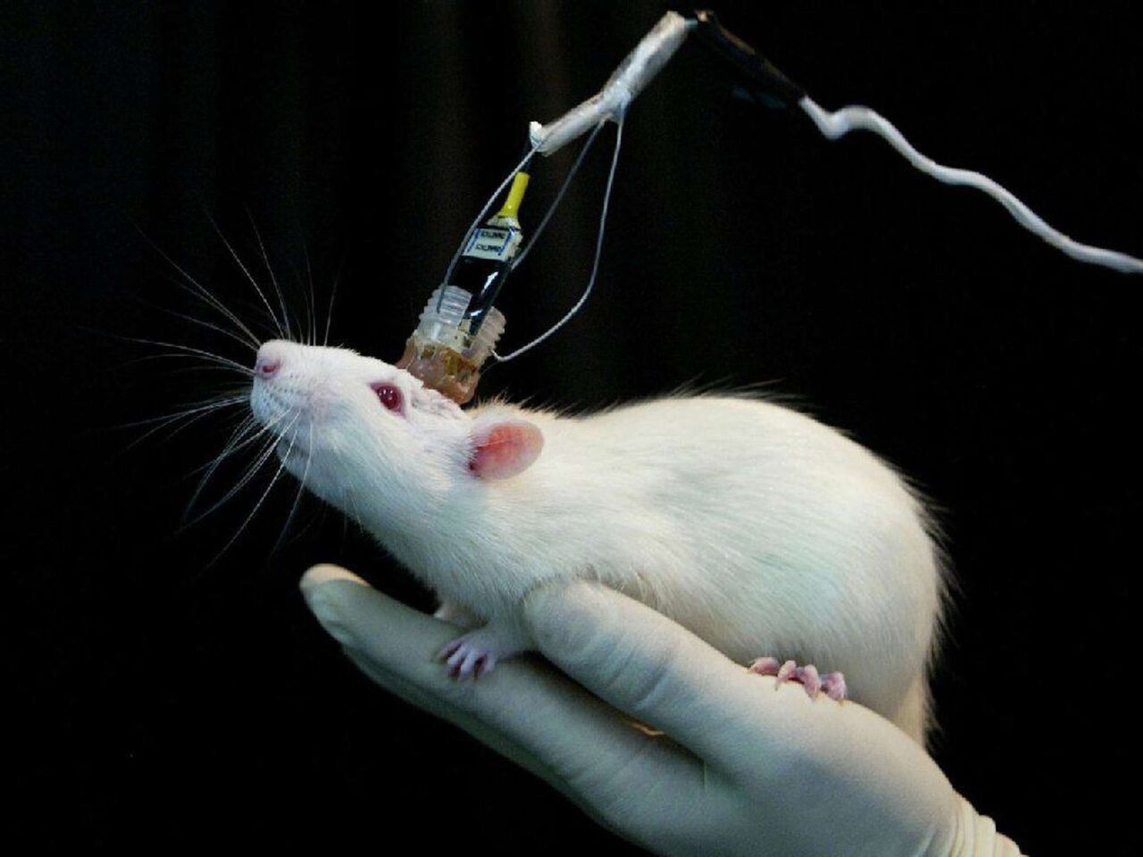 نانوربات به کمک درمان سرطان مثانه موش‌ها آمد