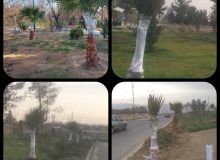 نصب پوشش های پلاستیکی جهت محافظت از درختان سطح شهر در برابر سرمازدگی