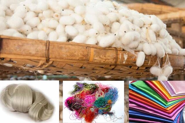 پیلههای ابریشم خراسان شمالی در استانهای دیگر نخ میشود