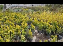 اقدامات گسترده سازمان فضای سبز شهرداری ملارد در حوزه تولیدات و تلاش برای خودکفایی و تکثیر انواع گل و گیاه در سالی که گذشت (۱۴۰۲)