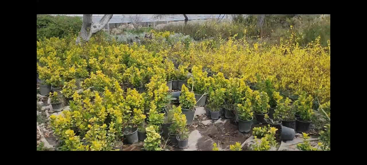 اقدامات گسترده سازمان فضای سبز شهرداری ملارد در حوزه تولیدات و تلاش برای خودکفایی و تکثیر انواع گل و گیاه در سالی که گذشت (۱۴۰۲)