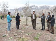 کشت گیاهان دارویی در سپیدکمرچال میگون
