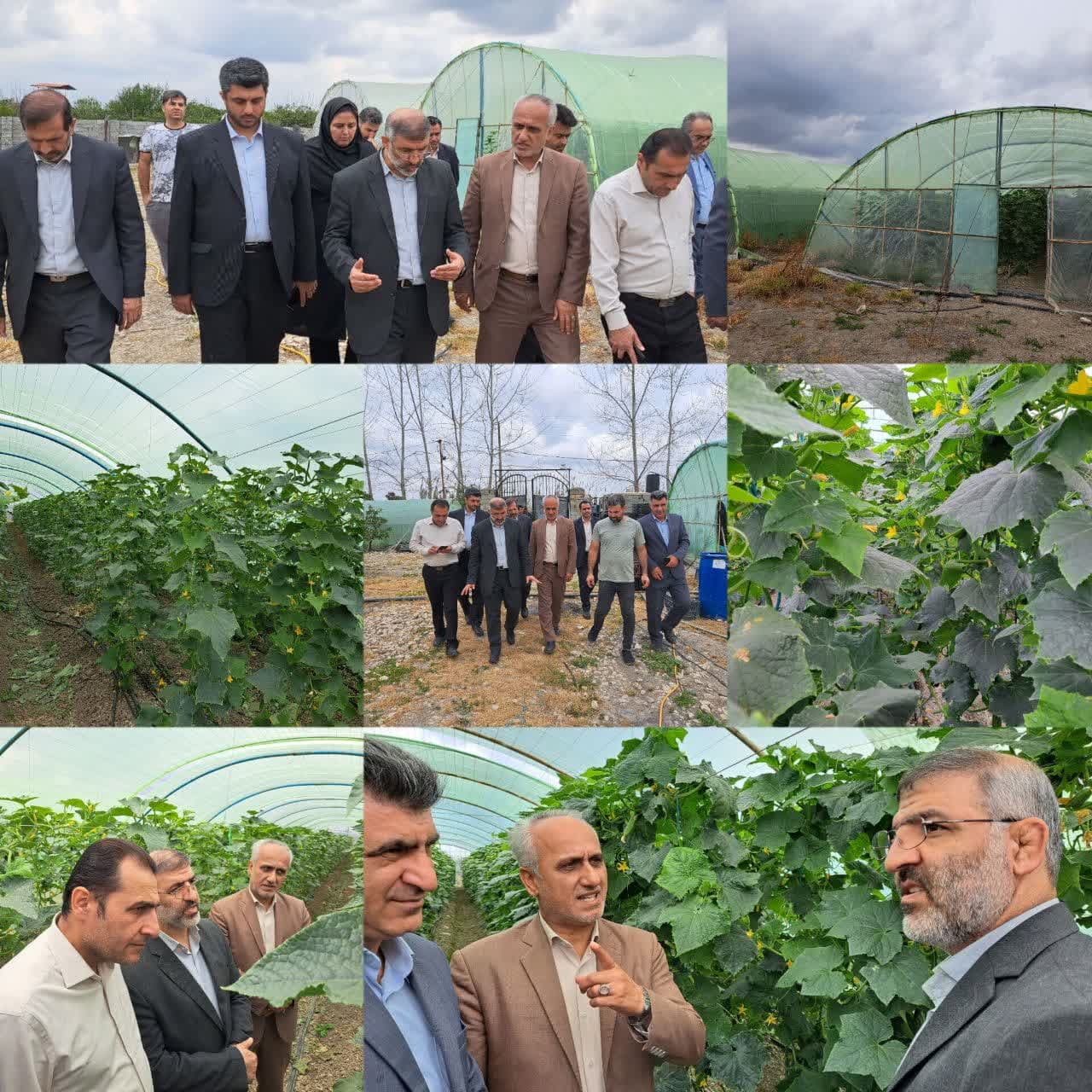 بازدید فرماندار مرکز استان از گلخانه تولید خیار درختی در روستای شهاب لیلم بخش مرکزی شهرستان ساری