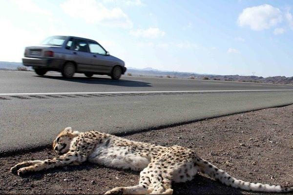 تصادفات جادهای عامل نیمی از تلفات گوشتخواران!