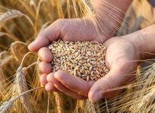 تغییر در نحوه پرداخت مطالبات گندمکاران