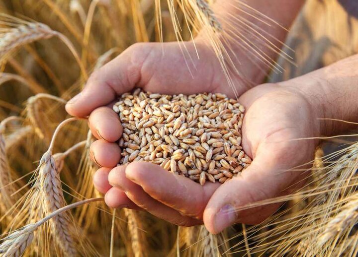 تغییر در نحوه پرداخت مطالبات گندمکاران