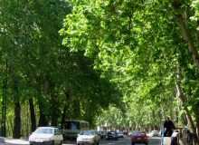 مشکل درختان خیابان ولیعصر چیست؟