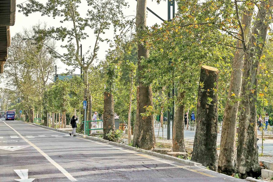 چنارهای ولیعصر بر لبه تیغ؛ احیا یا نابودی؟