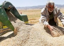 کاهش خرید تضمینی گندم؛ چاره‌ای جز واردات نداریم!
