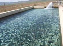استان اصفهان قطب صادرات محصولات شیلاتی کشور