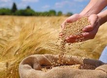 پرداخت بخشی دیگر از مطالبات گندم‌کاران مازندران