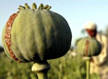 کشت قانونی خشخاش در ایران؛ خطری بالاتر از منفعت!