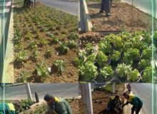 سیما و منظر شهرداری ملارد با ۴۰۰ گلدان داوودی و ۲۰۰ کلم، قلب بلوار را رنگین کرد