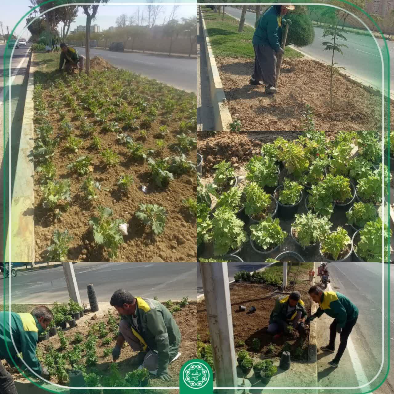 سیما و منظر شهرداری ملارد با ۴۰۰ گلدان داوودی و ۲۰۰ کلم، قلب بلوار را رنگین کرد