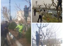 ❇️ *هرس پاییزه؛ گام مؤثر در بهبود سلامت و زیبایی درختان شهری توسط اداره سیما و منظر شهری شهرداری باغستان*