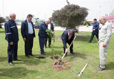 مدیرعامل نفت و گاز مارون به پویش کاشت درختان مثمر پیوست