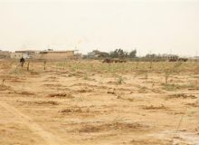 کاشت ۵ هزار نهال بومی توسط نفت و گازمارون