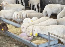 بازدید مدیران اتحادیه دامداران استان اصفهان از مجموعه پرورشی دام سبک سپاهان دام